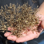 Klassische Kräuter Klassische Kräuter